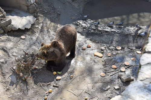Bär Sam im Zoo Skopje | © Stiftung Arosa Bären / VIER PFOTEN
