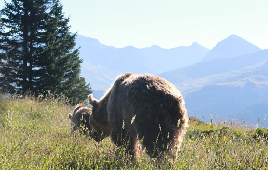 Amelia und Meimo im Arosa Bärenland | © Stiftung Arosa Bären / VIER PFOTEN