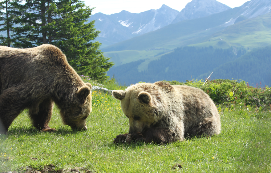 Meimo und Amelia im Arosa Bärenland | © Stiftung Arosa Bären / VIER PFOTEN