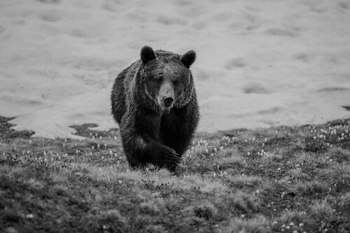Jambolina schwarz weiss | © Arosa Tourismus