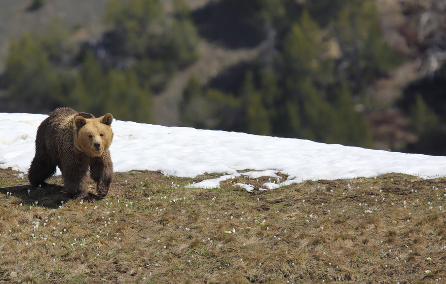 2019_06_02_(1007)_Amelia.JPG | © Stiftung Arosa Bären / VIER PFOTEN