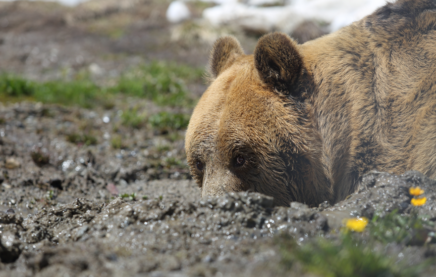 2019_06_02_(1025)_Meimo.JPG | © Stiftung Arosa Bären / VIER PFOTEN