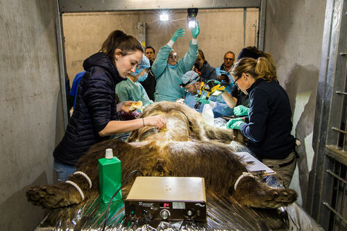 operation-amelia_4.jpg | © Stiftung Arosa Bären / VIER PFOTEN