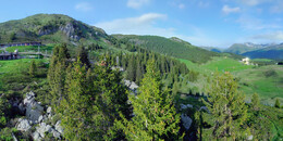 Bear Sanctuary