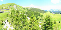 Bear Sanctuary