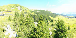 Bear Sanctuary