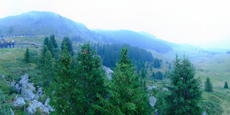 Bear Sanctuary